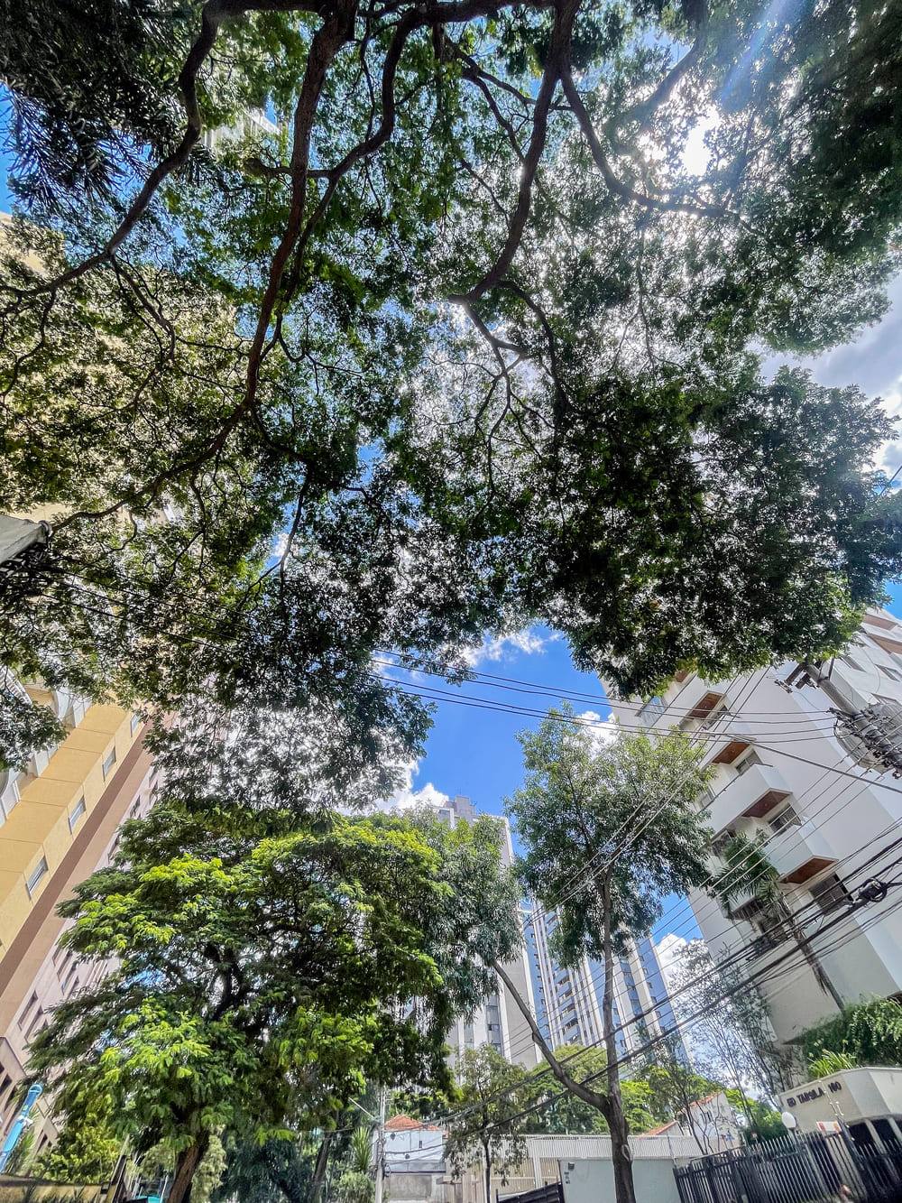 Ruas arborizadas e praças do Jardim Guedala, em São Paulo